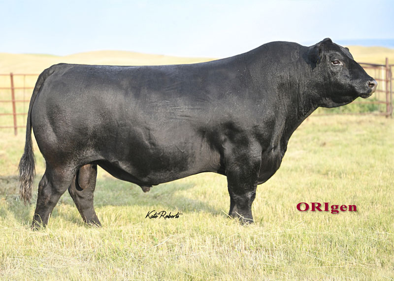 FHCC Foundation 1558