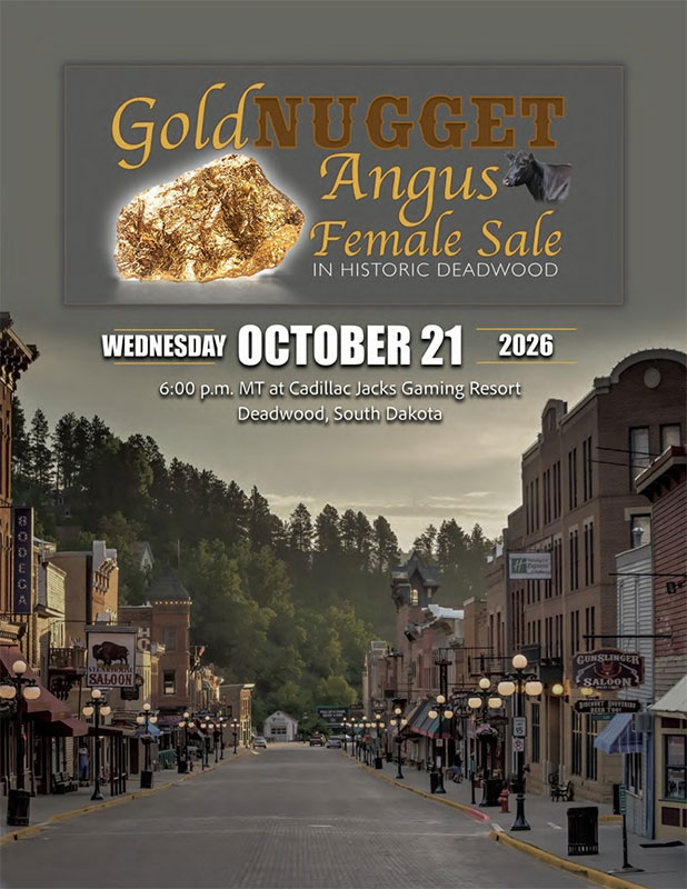 Gold Nugget Angus Female Sale 2026