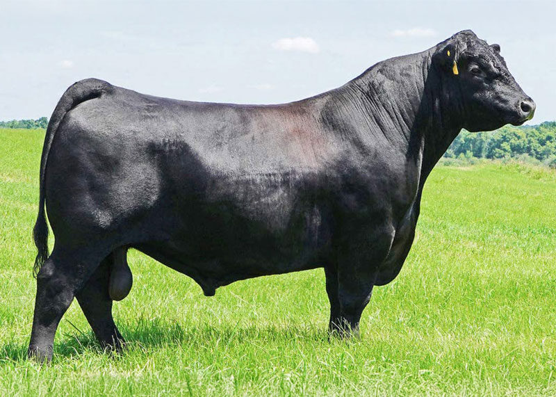 Schiefelbein Executive 1423