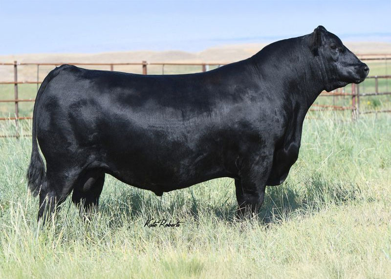 Tehama Patriarch F028