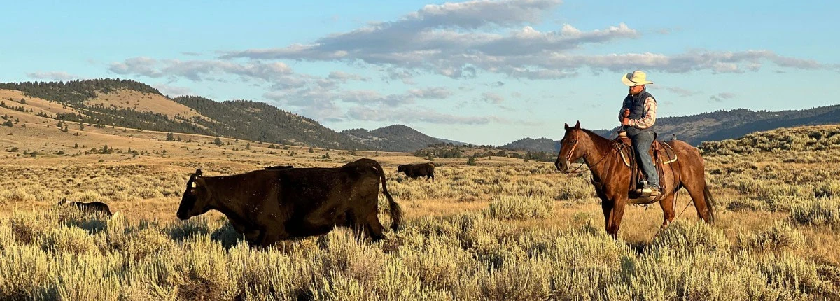 Rwr Angus Ranch Contact Us - Rooney Angus